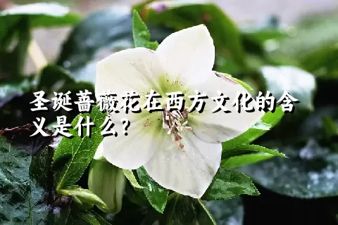 圣诞蔷薇花在西方文化的含义是什么？