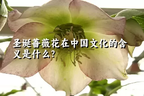 圣诞蔷薇花在中国文化的含义是什么？