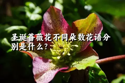 圣诞蔷薇花不同朵数花语分别是什么？