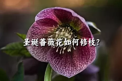 圣诞蔷薇花如何修枝？