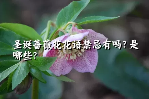 圣诞蔷薇花花语禁忌有吗？是哪些？