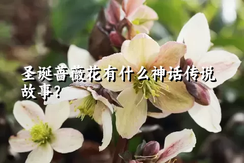 圣诞蔷薇花有什么神话传说故事？