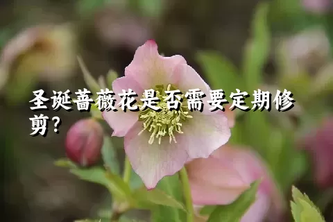 圣诞蔷薇花是否需要定期修剪？