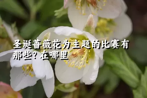 圣诞蔷薇花为主题的比赛有那些？在哪里