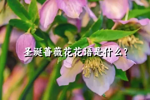 圣诞蔷薇花花语是什么？