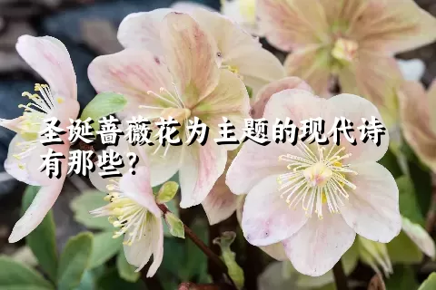 圣诞蔷薇花为主题的现代诗有那些？