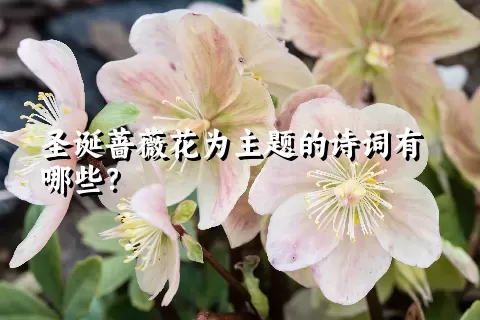 圣诞蔷薇花为主题的诗词有哪些？