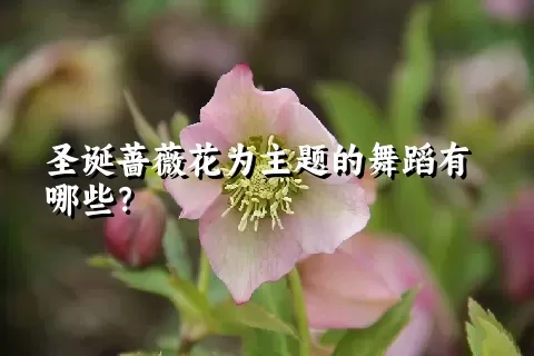 圣诞蔷薇花为主题的舞蹈有哪些？