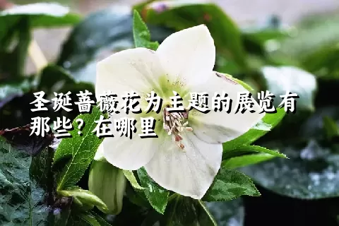 圣诞蔷薇花为主题的展览有那些？在哪里