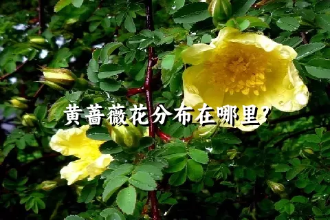 黄蔷薇花分布在哪里?