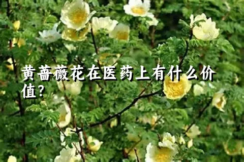 黄蔷薇花在医药上有什么价值？