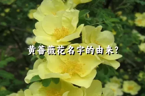 黄蔷薇花名字的由来？