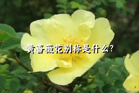 黄蔷薇花别称是什么？