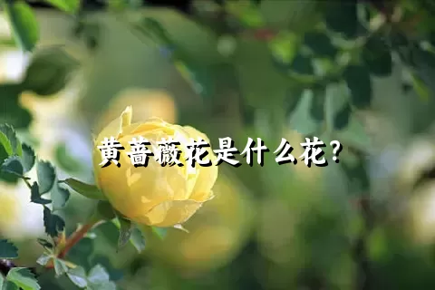 黄蔷薇花是什么花？