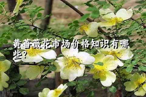 黄蔷薇花市场价格知识有哪些？