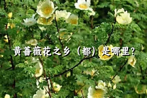 黄蔷薇花之乡（都）是哪里？