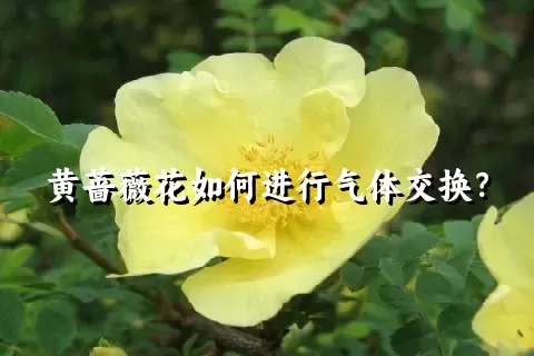 黄蔷薇花如何进行气体交换？