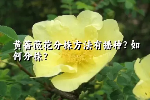 黄蔷薇花分株方法有播种？如何分株？