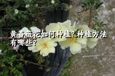 黄蔷薇花如何种植？种植方法有哪些？