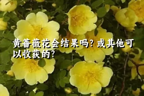 黄蔷薇花会结果吗？或其他可以收获的？