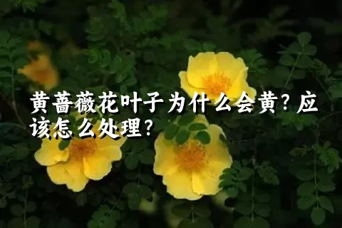 黄蔷薇花叶子为什么会黄？应该怎么处理？