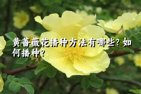 黄蔷薇花播种方法有哪些？如何播种？