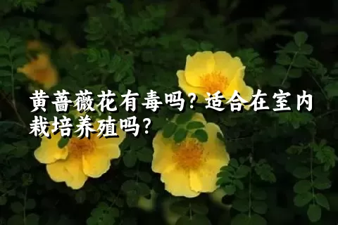 黄蔷薇花有毒吗？适合在室内栽培养殖吗？