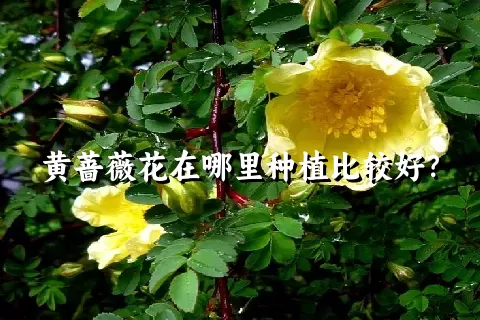 黄蔷薇花在哪里种植比较好？