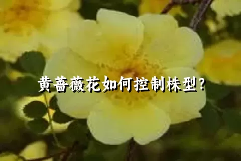 黄蔷薇花如何控制株型？