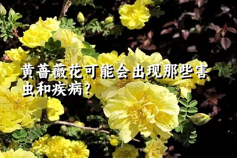 黄蔷薇花可能会出现那些害虫和疾病？