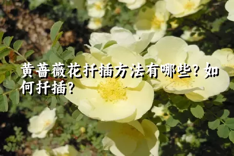 黄蔷薇花扦插方法有哪些？如何扦插？