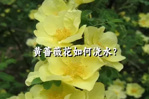 黄蔷薇花如何浇水？