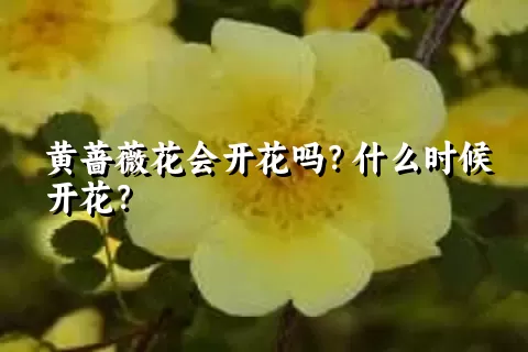 黄蔷薇花会开花吗？什么时候开花？