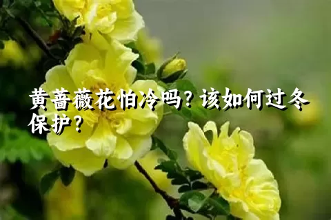 黄蔷薇花怕冷吗？该如何过冬保护？