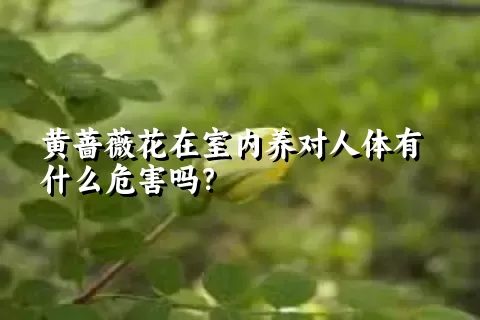 黄蔷薇花在室内养对人体有什么危害吗？