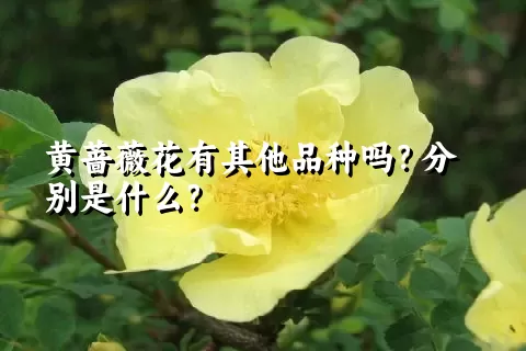 黄蔷薇花有其他品种吗？分别是什么？