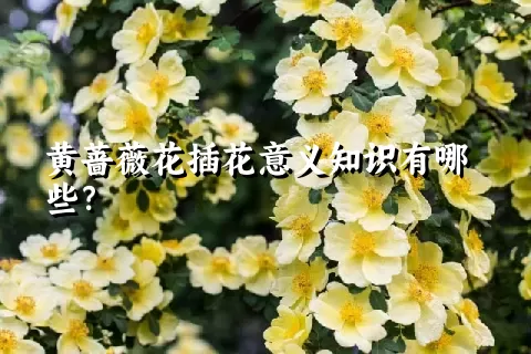 黄蔷薇花插花意义知识有哪些？