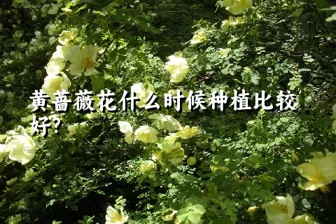 黄蔷薇花什么时候种植比较好？