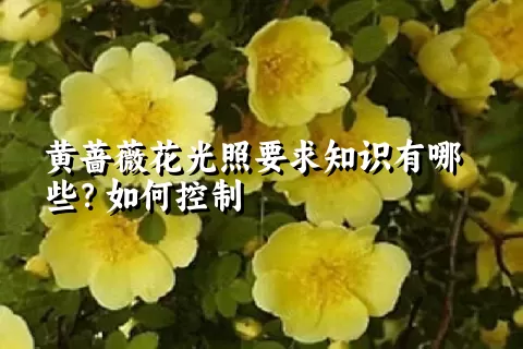 黄蔷薇花光照要求知识有哪些？如何控制