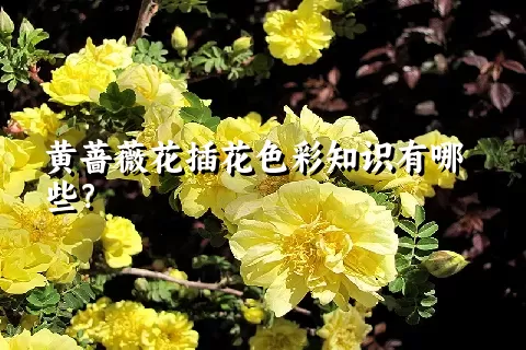 黄蔷薇花插花色彩知识有哪些？