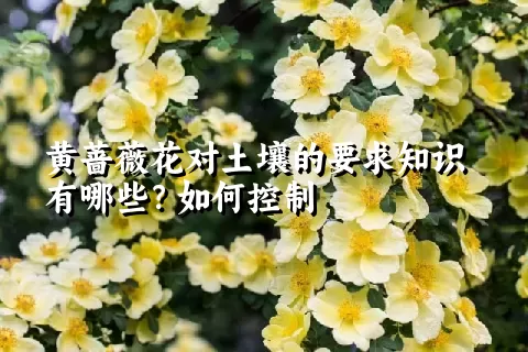 黄蔷薇花对土壤的要求知识有哪些？如何控制