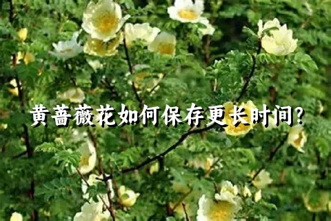 黄蔷薇花如何保存更长时间？