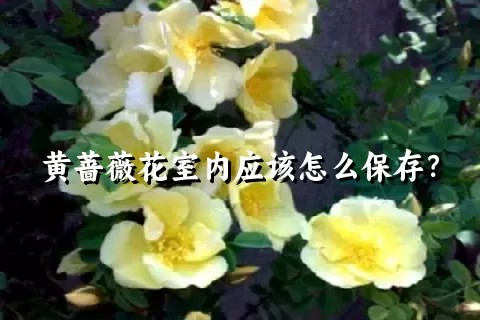 黄蔷薇花室内应该怎么保存？