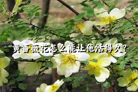 黄蔷薇花怎么能让他活得久？