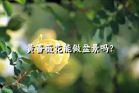 黄蔷薇花能做盆景吗？