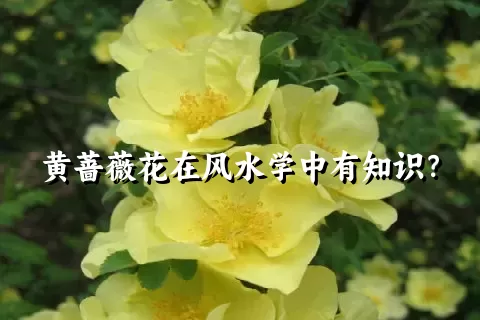 黄蔷薇花在风水学中有知识？