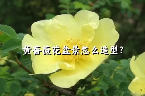 黄蔷薇花盆景怎么造型？