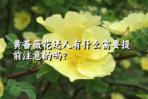 黄蔷薇花送人有什么需要提前注意的吗？