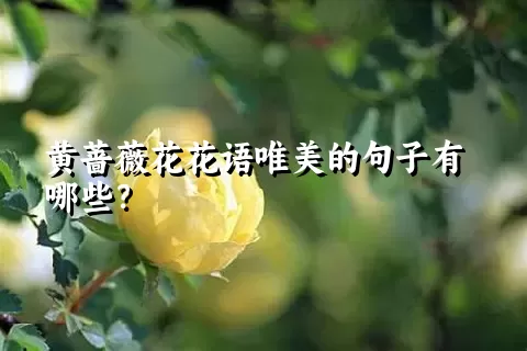 黄蔷薇花花语唯美的句子有哪些？