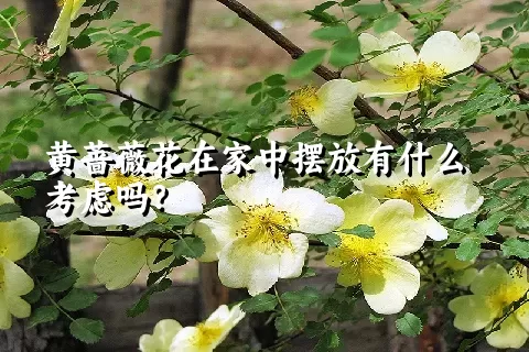 黄蔷薇花在家中摆放有什么考虑吗？